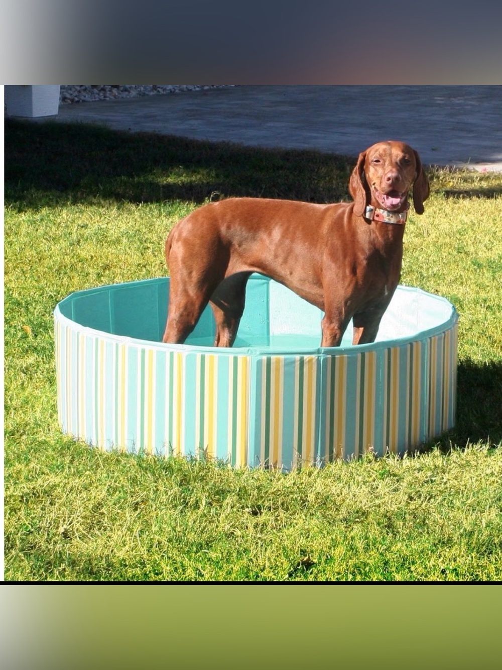 Round Collapsible Pet Pool, 39"